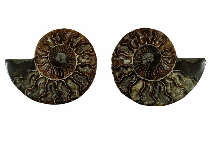 Cut & Polished, Agatized Ammonite Fossil - Madagascar #344091